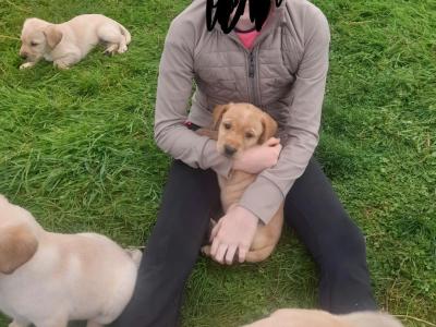 Golden Purebread Labrador puppies for sale in Cavan
