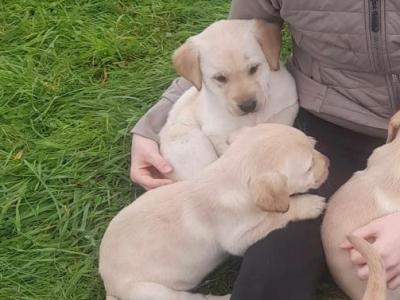 Golden Purebread Labrador puppies for sale in Cavan