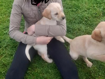 Golden Purebread Labrador puppies for sale in Cavan