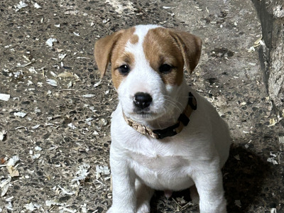 Beautiful female Jack Russell puppy in Monaghan