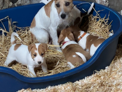 Beautiful female Jack Russell puppy in Monaghan