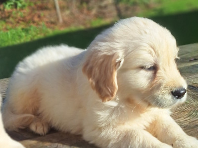 Golden Retriever puppies in Carlow €675