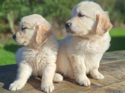 Golden Retriever puppies in Carlow €675