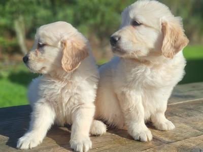 Golden Retriever puppies in Carlow €675