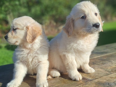 Golden Retriever puppies in Carlow €675
