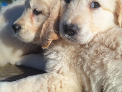Golden Retriever puppies in Carlow €675