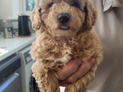 Poochon puppies in Wexford
