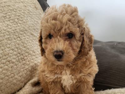 Poochon puppies in Wexford