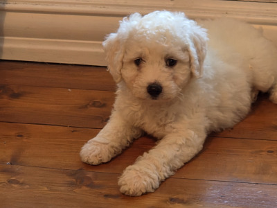 Poochon puppies in Wexford