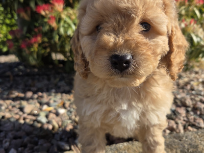 Poochon puppies in Wexford