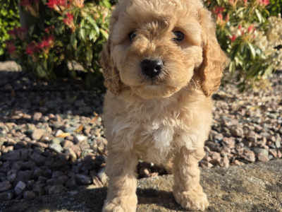 Poochon puppies in Wexford