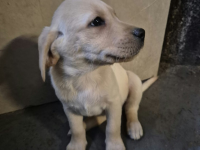 IKC Registered (pending) Pedigree Ladrador puppies in Galway