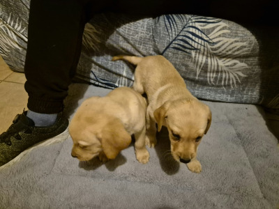 IKC Registered (pending) Pedigree Ladrador puppies in Galway