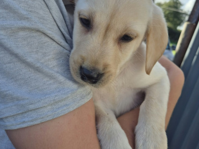 IKC Registered (pending) Pedigree Ladrador puppies in Galway