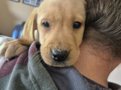 IKC Registered (pending) Pedigree Ladrador puppies in Galway