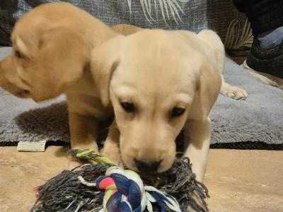 IKC Registered (pending) Pedigree Ladrador puppies in Galway