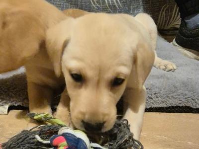 IKC Registered (pending) Pedigree Ladrador puppies in Galway