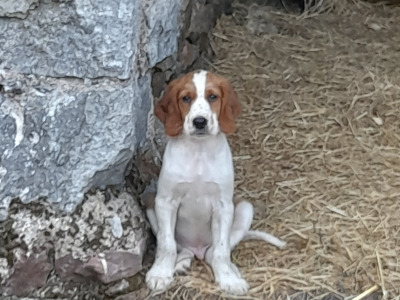 Irish Red and White Setter puppies in Tipperary