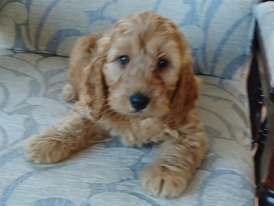 Beautiful Cockapoo puppies in Monaghan
