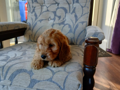 Beautiful Cockapoo puppies in Monaghan