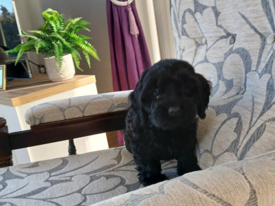 Beautiful Cockapoo puppies in Monaghan