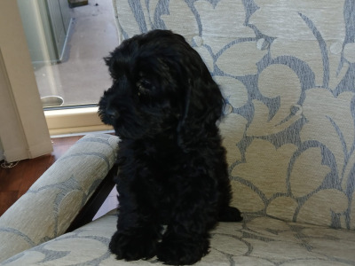 Beautiful Cockapoo puppies in Monaghan