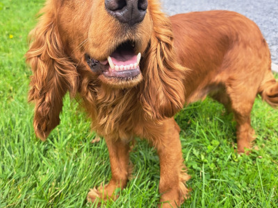 Beautiful Cockapoo puppies in Monaghan