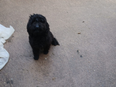 Beautiful Cockapoo puppies in Monaghan