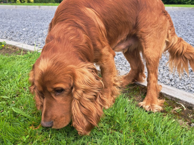 Beautiful Cockapoo puppies in Monaghan