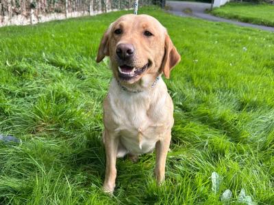 Beautiful IKC Registered female yellow Labrador 18 months old in Meath