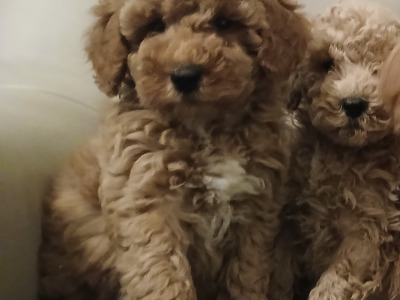 Stunning miniature Cockapoo puppies in Leitrim
