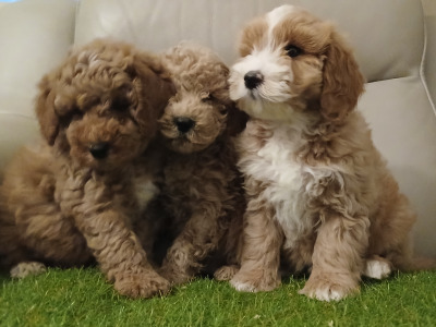 Stunning miniature Cockapoo puppies in Leitrim