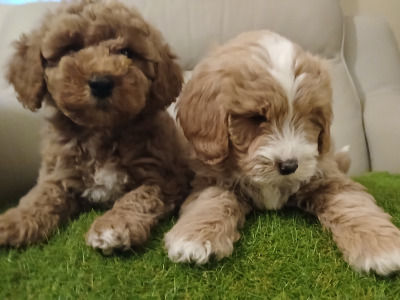 Stunning miniature Cockapoo puppies in Leitrim