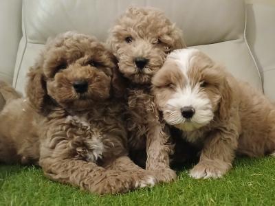Stunning miniature Cockapoo puppies in Leitrim