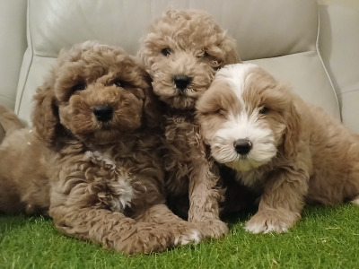 Stunning miniature Cockapoo puppies in Leitrim