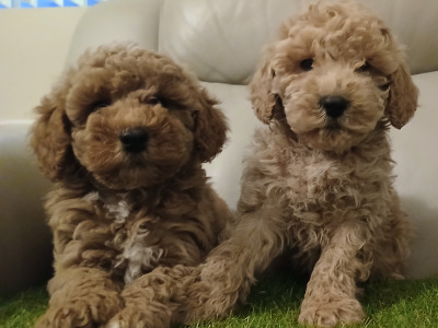 Stunning miniature Cockapoo puppies in Leitrim