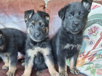 German Shepherd pups in Fermanagh