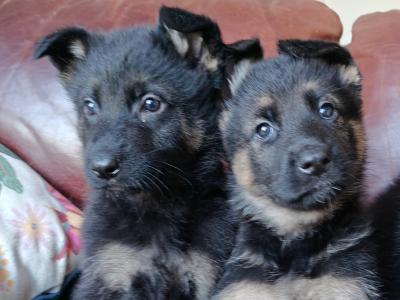 German Shepherd pups in Fermanagh