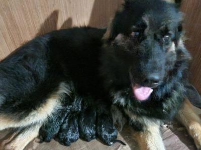 German Shepherd pups in Fermanagh