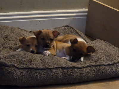 Jack Russell puppies in Clare
