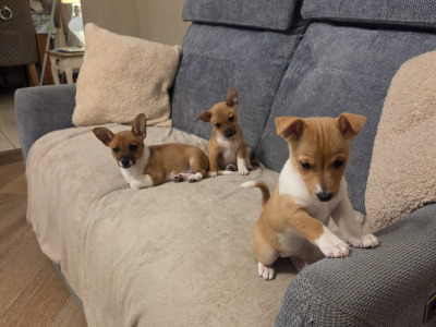 Jack Russell puppies in Clare