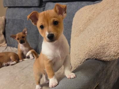 Jack Russell puppies in Clare