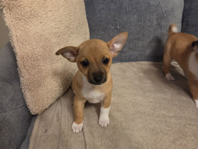 Jack Russell puppies in Clare