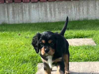 Beautiful Cavalier King Charles Spaniel puppies in Kerry