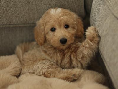 1 male pup Poodle X for sale