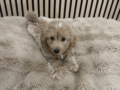 1 male pup Poodle X for sale