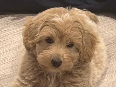 1 male pup Poodle X for sale