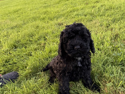 2 Black Miniature Cockapoo puppies for sale  -