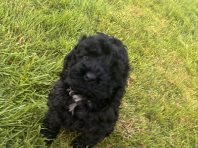 2 Black Miniature Cockapoo puppies for sale  -