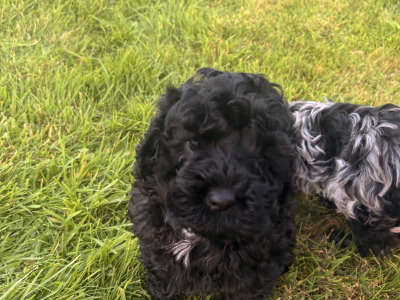 2 Black Miniature Cockapoo puppies for sale  -